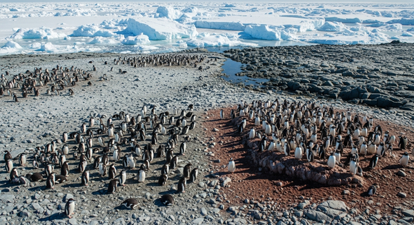 A penguin vanishes while other Antarctic birds explode